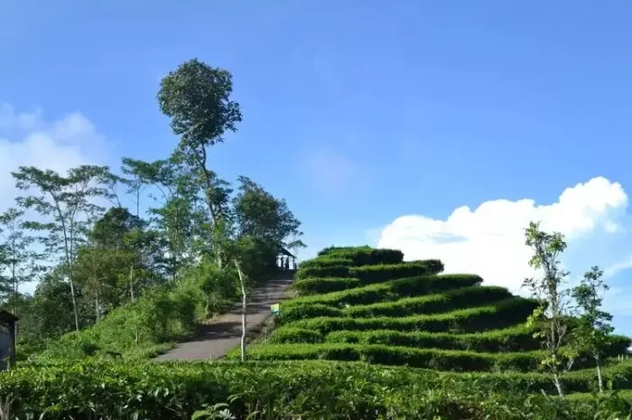 Kebun Teh Nglinggo di Kulon Progo